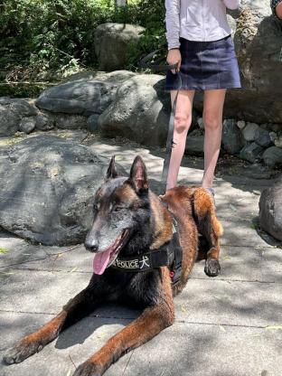 小狗·马犬·天狼