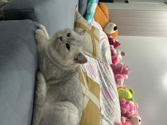 猫咪·银渐层·汤圆