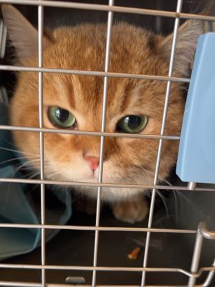 猫咪·金渐层·呆呆