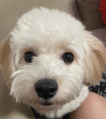 小狗·泰迪熊·陈多多