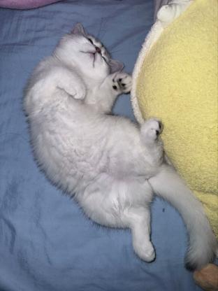 猫咪·银渐层·银宝