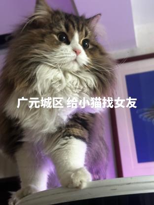 猫咪·金加白·喜乐