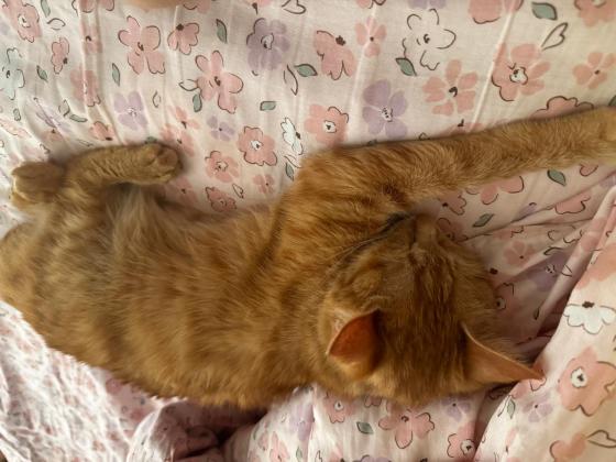 猫咪·橘猫·幺幺