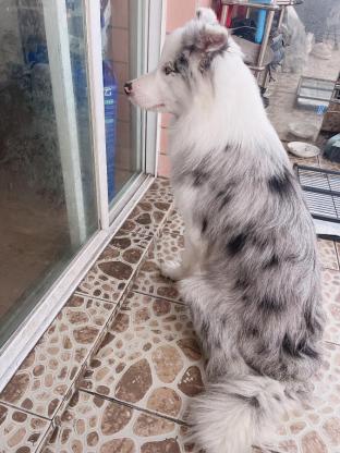 小狗·边牧·坦克