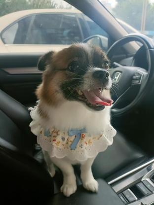 小狗·蝴蝶犬串串·欢欢