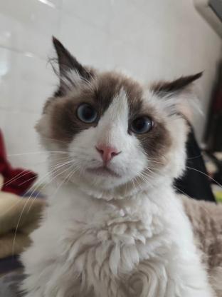猫咪·布偶·糖果