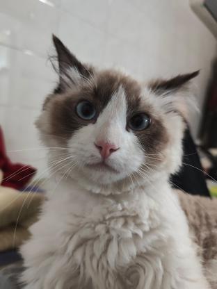 猫咪·布偶·糖果