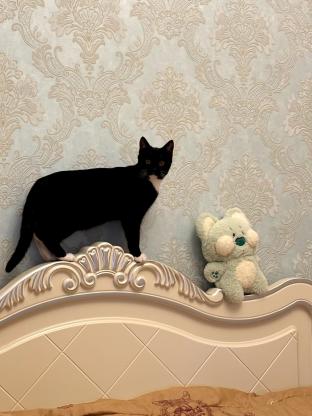 猫咪·奶牛猫·奥利奥