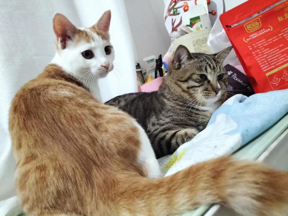 猫咪·狸花布偶串·又又