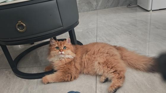 猫咪·金渐层长毛·豆包