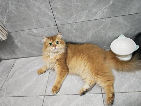 猫咪·长毛金渐层·豆包