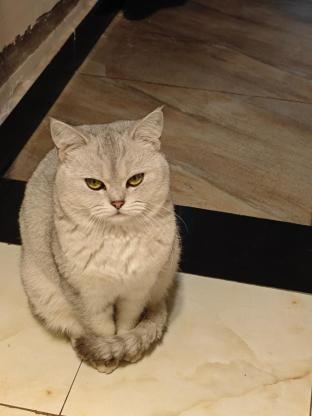 猫咪·银渐层·滚滚