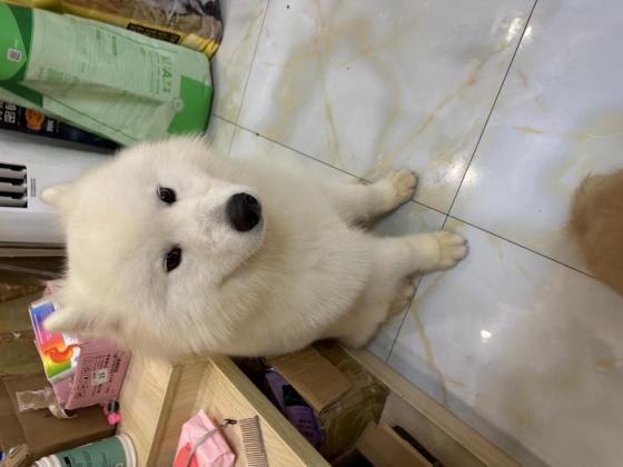 小狗·萨摩耶·钢炮