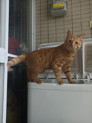 猫咪·橘猫·叨乐