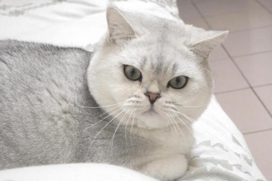 猫咪·银渐层·安安