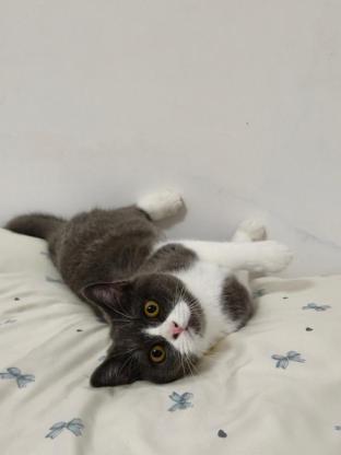 猫咪·英短蓝白·初一