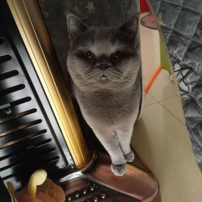 猫咪·蓝猫·三七