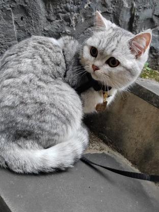猫咪·银渐层·多多