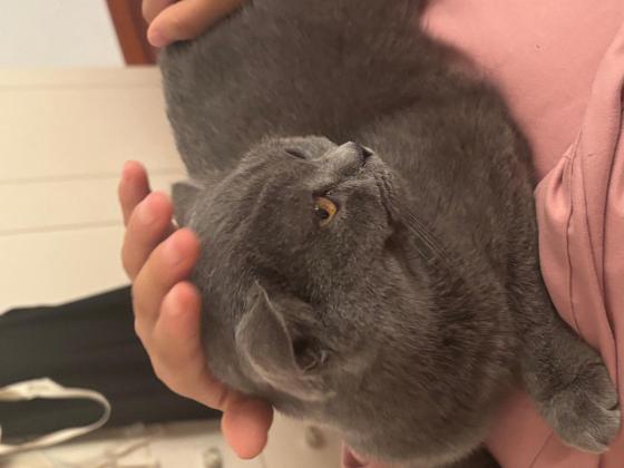 猫咪·英短蓝猫·来財
