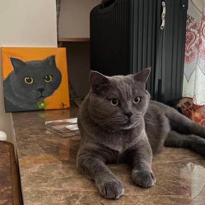 猫咪·英短蓝猫·元宝