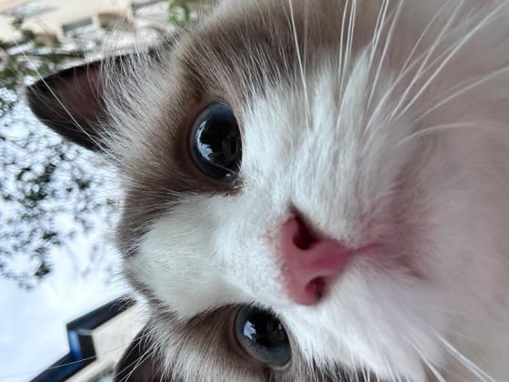 猫咪·布偶·粘鼠板