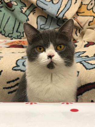 猫咪·蓝白英短·咪咪