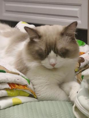 猫咪·布偶·点点