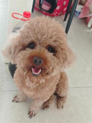 小狗·泰迪熊·肉肉
