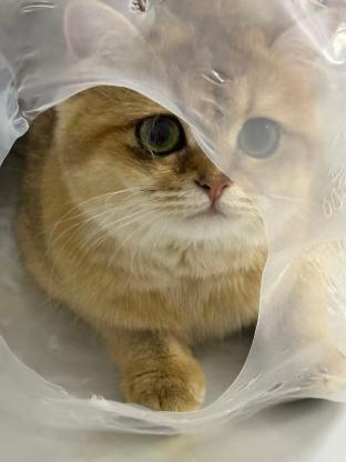 猫咪·金渐层·财财