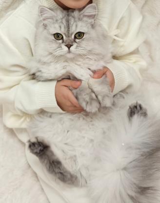 猫咪·长毛银渐层·元宝