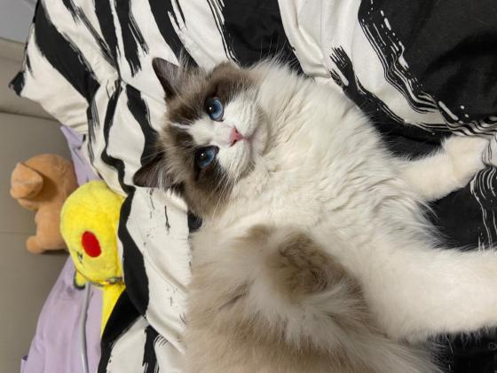 猫咪·布偶猫·十二