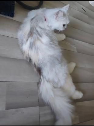 猫咪·（银三花渐层）银三花英国长毛猫（英长）·安琪拉