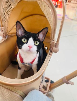 猫咪·德文·米粒